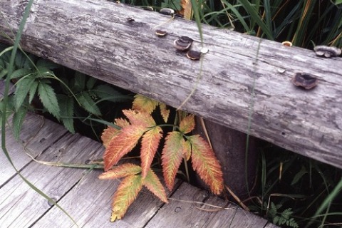 f0055668_693931.jpg