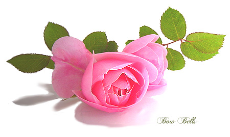 a0053420_1171244.jpg