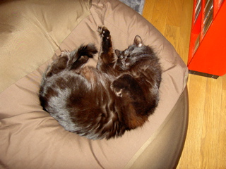 e0058443_0593017.jpg