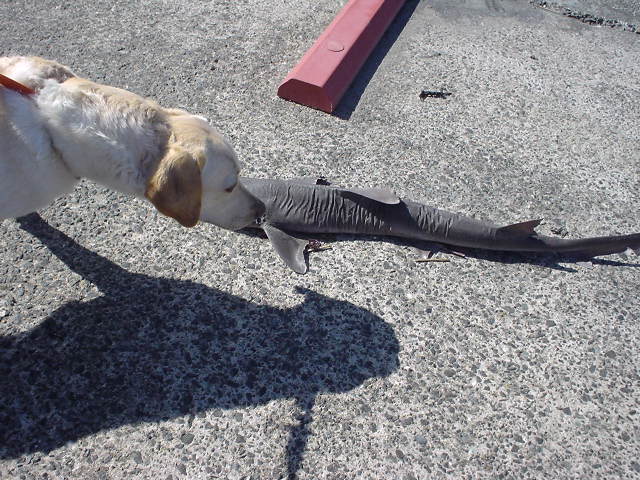 e0015154_9125850.jpg