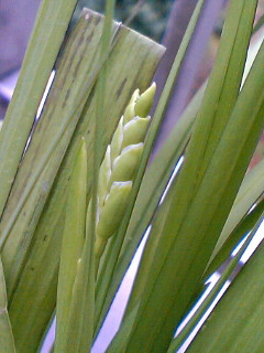 a0064865_15265344.jpg