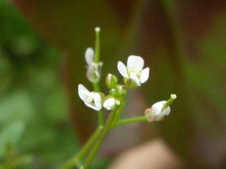 b0061107_17555911.jpg