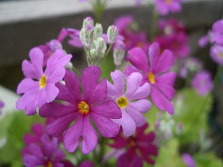 b0061107_17562478.jpg