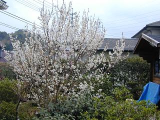 a0055347_17183866.jpg