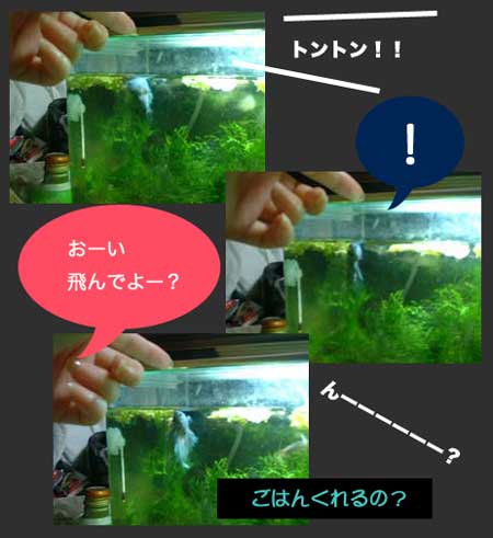 a0030054_0391629.jpg