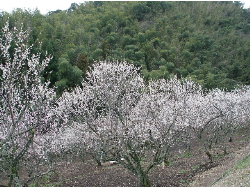 c0036203_17323324.jpg