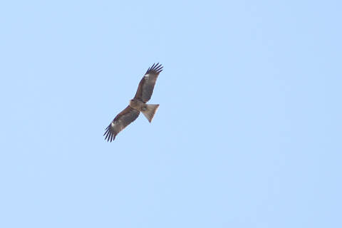 e0001123_21174038.jpg