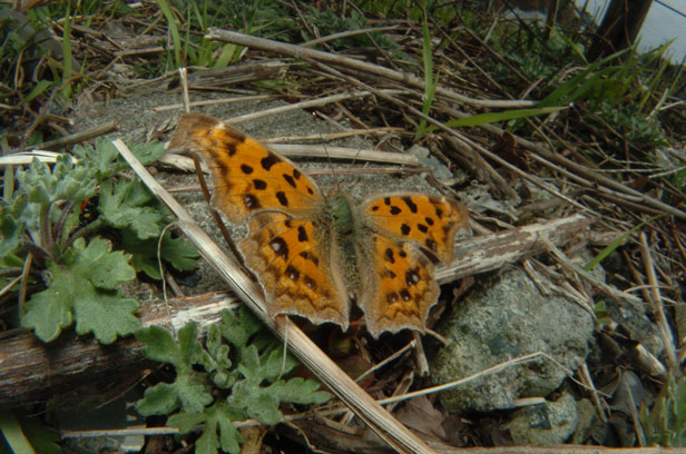 e0088036_1654383.jpg