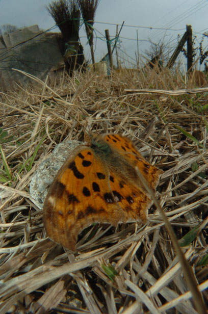 e0088036_1673963.jpg