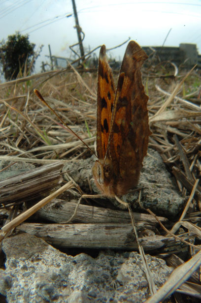 e0088036_1693461.jpg