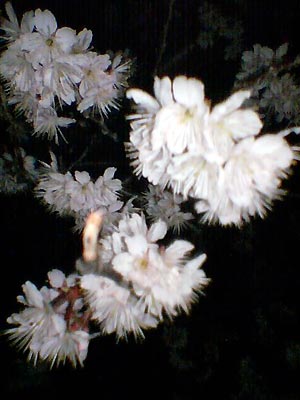 e0034047_22241434.jpg