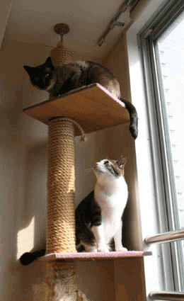 a0055567_22313475.gif