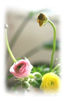 c0043751_111747.jpg