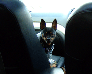 c0012571_16102578.gif