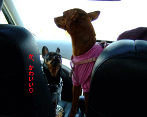 c0012571_1694435.gif