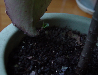 a0011999_22543119.jpg