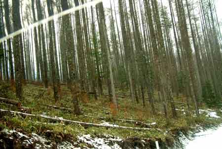e0001110_4394446.jpg