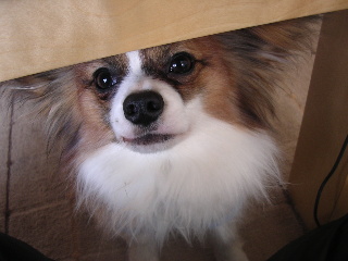 c0065643_2214425.jpg