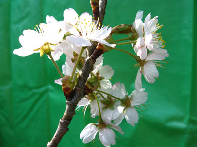 b0050356_041490.jpg