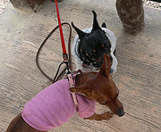 c0012571_2015042.gif