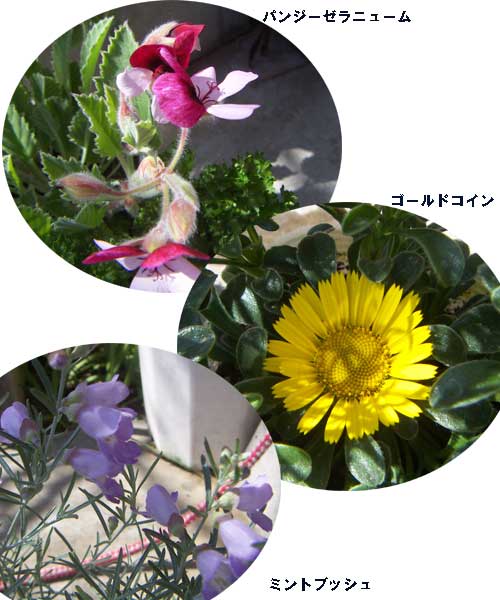 e0018604_1513318.jpg