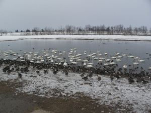 a0049226_19837.jpg