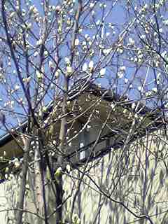 e0087443_2315031.jpg
