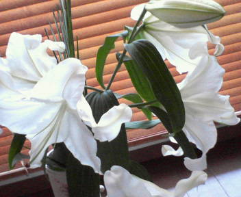 e0017290_9402889.jpg