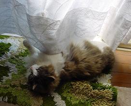 c0066610_1832653.jpg