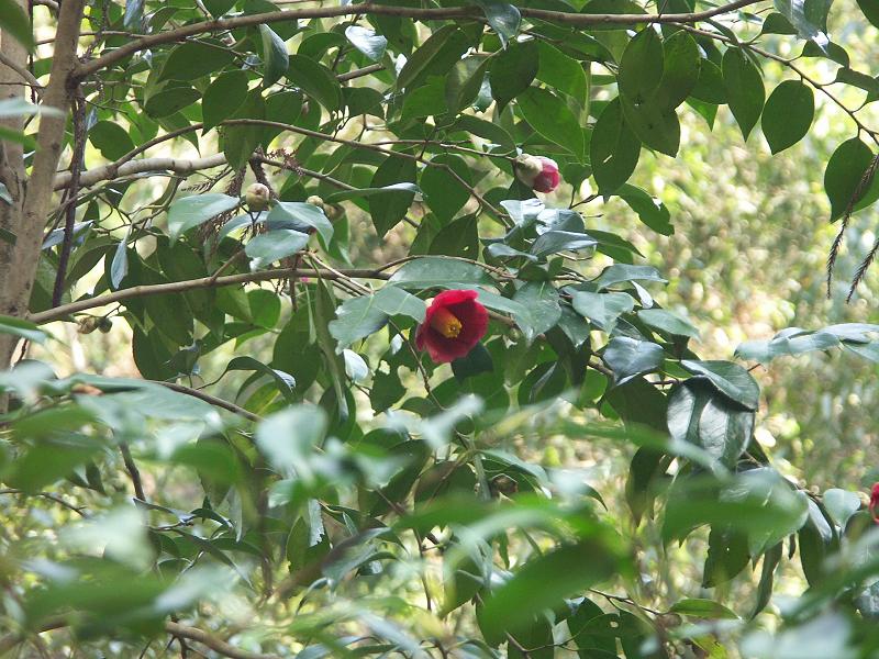 b0039226_13342026.jpg