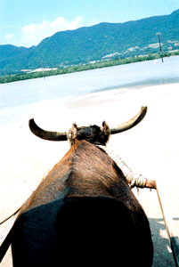 f0019747_13505747.gif