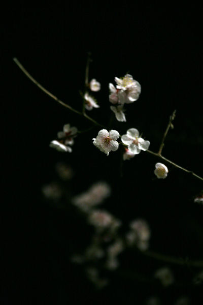 a0008508_4292375.jpg