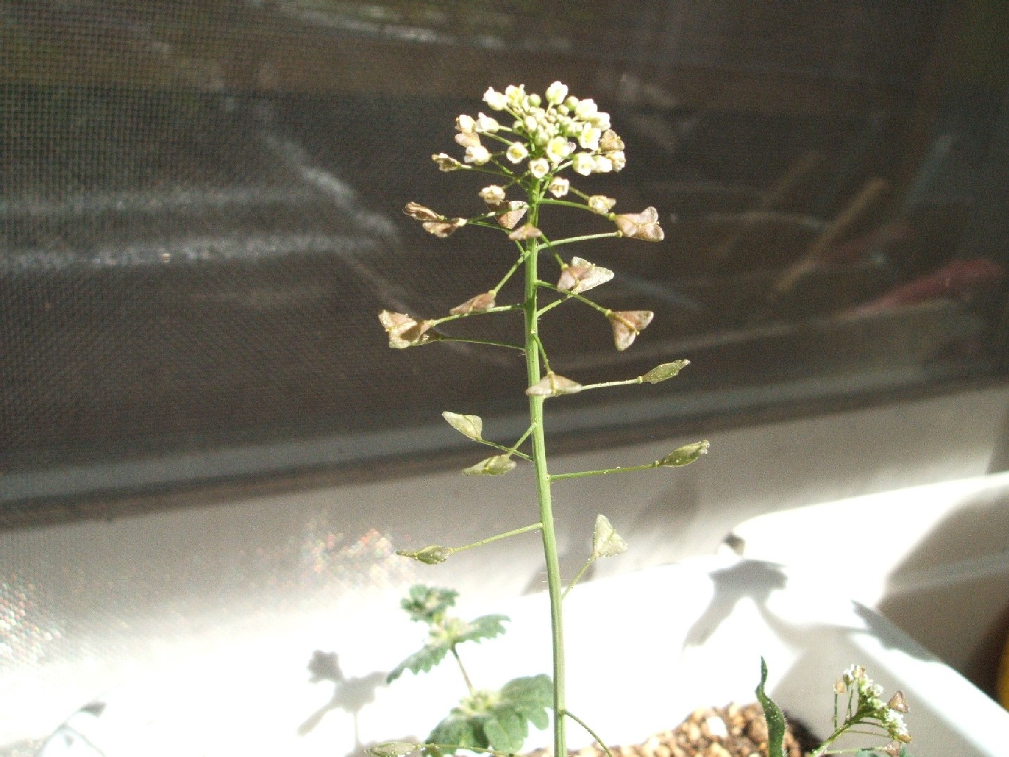 b0061010_949552.jpg
