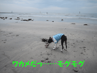 e0080117_23334415.gif