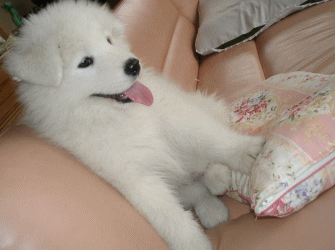 e0006428_25257.gif