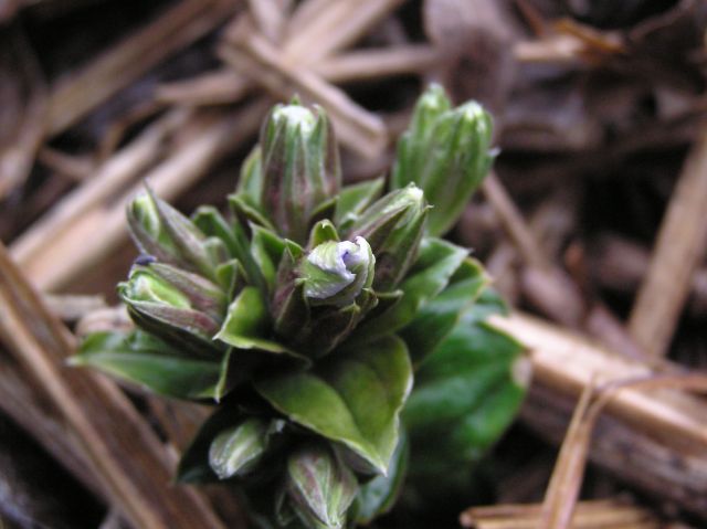 c0042869_22374967.jpg