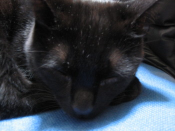 c0004211_1554352.jpg