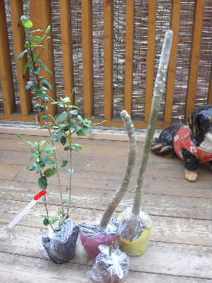 f0073239_2042064.jpg