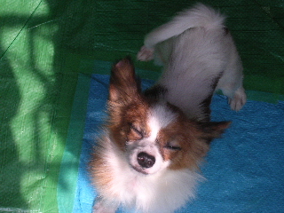 c0065643_14264015.jpg