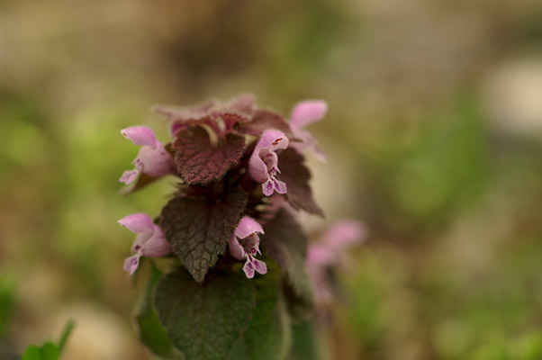 e0054067_1542796.jpg