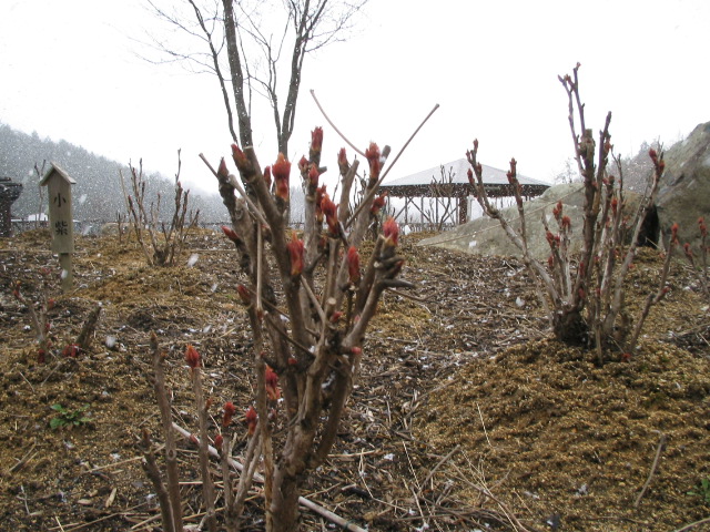 f0085369_2205460.jpg