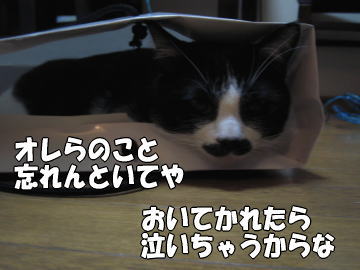 b0041182_026037.jpg