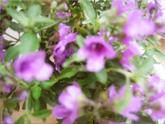 c0055305_1203100.jpg