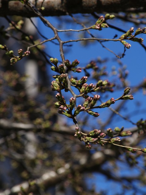c0071611_20512432.jpg