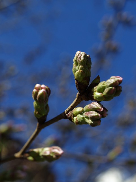 c0071611_20542592.jpg