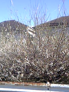 c0018823_1556346.jpg
