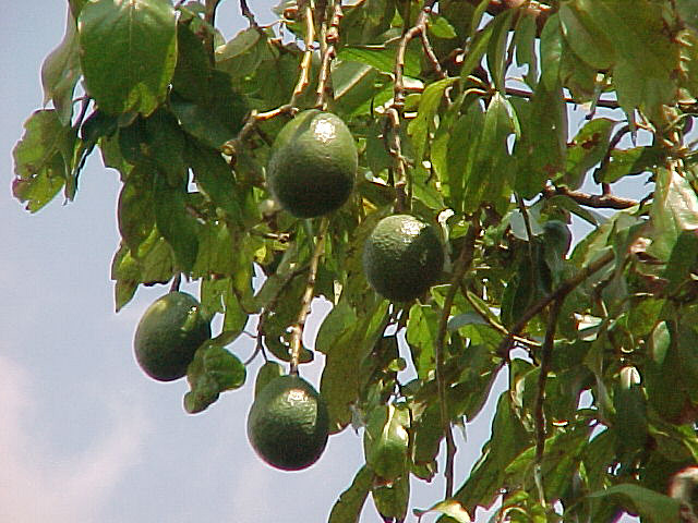 d0022623_1502021.jpg