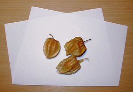 a0055525_5461985.jpg