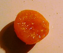 a0055525_546421.jpg