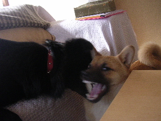 c0065643_2116151.jpg